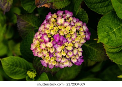 The hydrangea blooms in different colors this year
