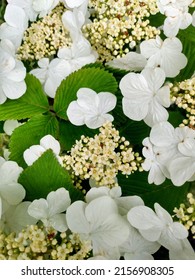 Hydrangea Blooms In White Found In A Bucks County Pennsylvania Spring Garden