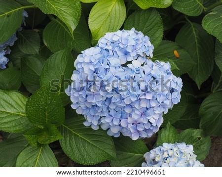 Hydrangea, blue raceme, close up. Hydrangea macrophylla or bigleaf Hortensia shrub, with large, showy flowers. Penny Mac H. is flowering plant in the Hydrangeaceae family. 