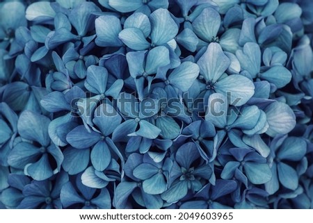 Hydrangea bunch in shades of blue with vintage filter top view. beautiful nature. macro, garden, plants, leaves. seamless texture for natural background floor. florals. Filled full frame picture.