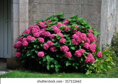 Hydrangea Bush