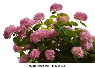 Hydrangea Bush Isolated On White Background