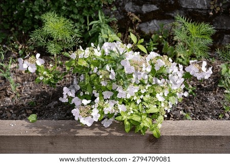 Hydrangea called runaway bride in the border and the sun
