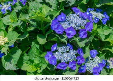 Hydrangea in early summer