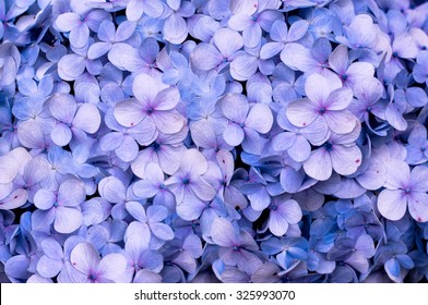 Hydrangea Flora Background.