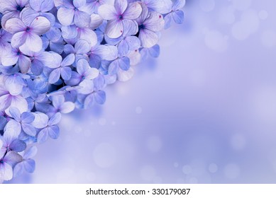 Hydrangea Flora Background.