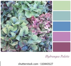 Hydrangea flower background colour palette with complimentary colour swatches