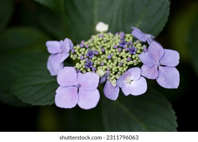 Hydrangea flower is in bloom in the hydrangea garden.
				It is a close-up photo of H. m. f. normalis.