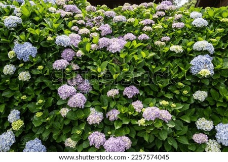 Hydrangea flower blooming in spring and summer in a garden. Beautiful bush of hortensia flowers
