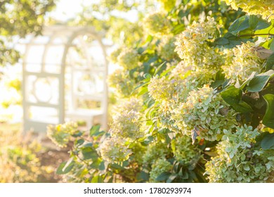 Hydrangea Flower Bush In Garden Near Arbor Trellis Arch During Golden Hour