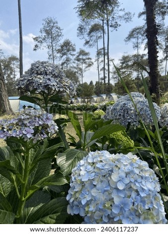 Hydrangea flower with campsite and pinetree blue sky backround in beautifull sunny day