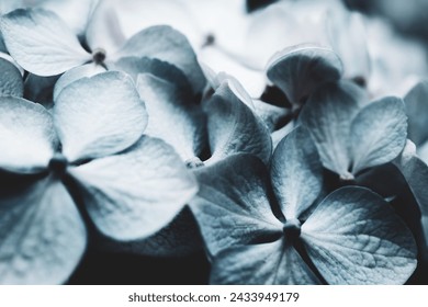 Hydrangea flower close-up, soft selective focus. Delicate floral background, toned
