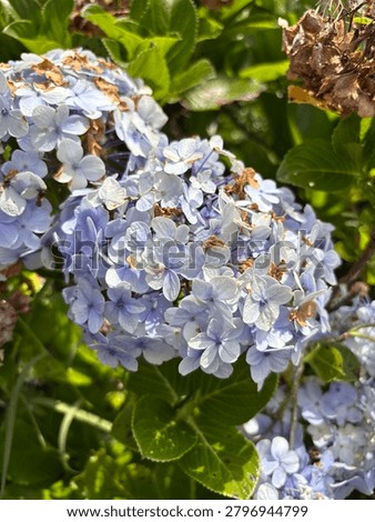 A hydrangea flower cluster or bigleaf hydrangea