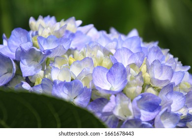 Hydrangea flower in the field.