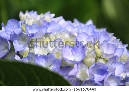 Hydrangea flower in the field.