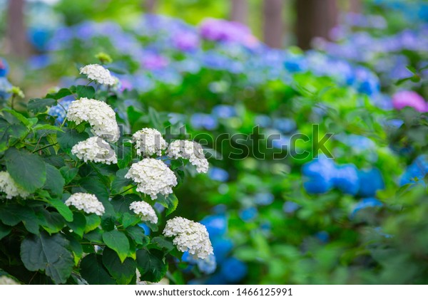 Hydrangea Flower Full Bloom Ajisai Temple Stock Photo Edit Now