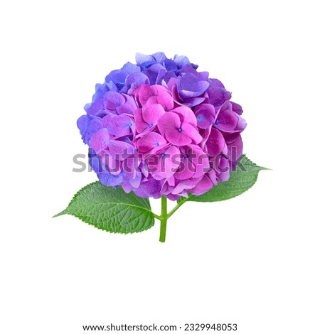 Hydrangea flower head split down in color isolated on white. Half blue and half pink inflorescence. Bicolor hortensia flowering plant.