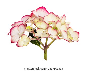 Hydrangea flower isolated on white background. Clipping path