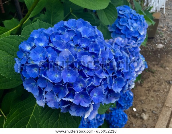 Hydrangea Flower Japan Ajisai Flower Blue Stock Photo Edit Now