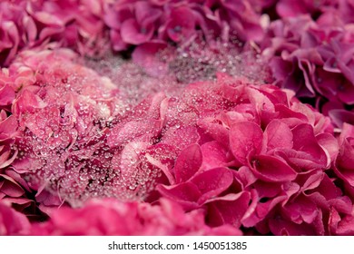 Hydrangea flower leaf close focus on summer and raining day