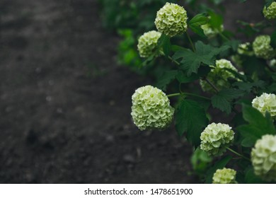 Hydrangea flower Hydrangea macrophylla blooming in spring and summer