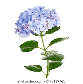 Hydrangea flower, Hydrangea macrophylla, isolated on white background, with clipping path                                - Powered by Shutterstock