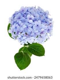 Flor hortensia  Hydrangea