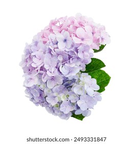 Hydrangea flower, Hydrangea macrophylla, isolated on white background, with clipping path                                                                                                                - Powered by Shutterstock