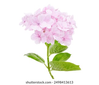 Hydrangea flower, Hydrangea macrophylla, isolated on white background, with clipping path                                                                                                                - Powered by Shutterstock