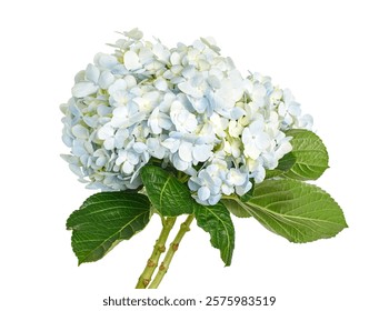 Hydrangea flower, Hydrangea macrophylla, isolated on white background, with clipping path                                   