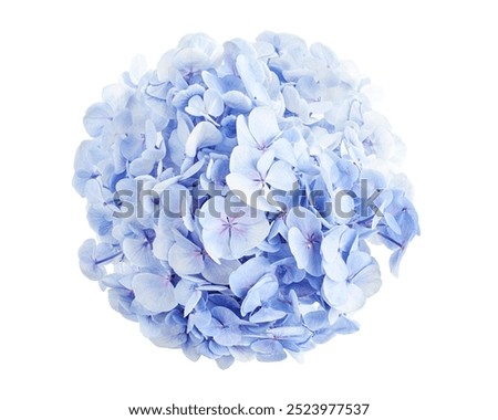 Similar – Image, Stock Photo hydrangea Hydrangea