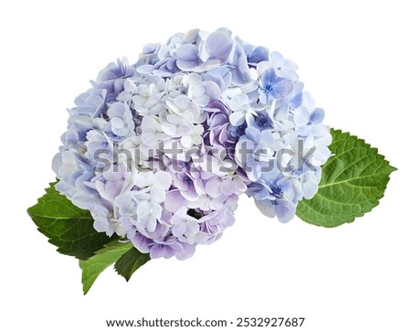 Hydrangea flower, Hydrangea macrophylla, isolated on white background, with clipping path                                 