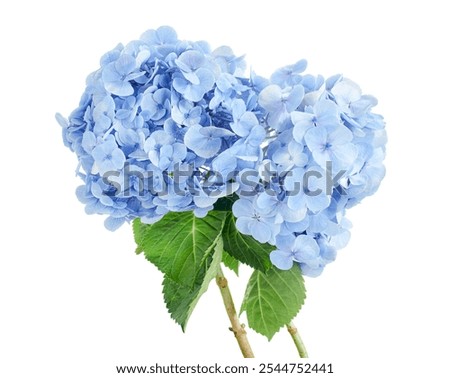 Hydrangea flower, Hydrangea macrophylla, isolated on white background, with clipping path                                  