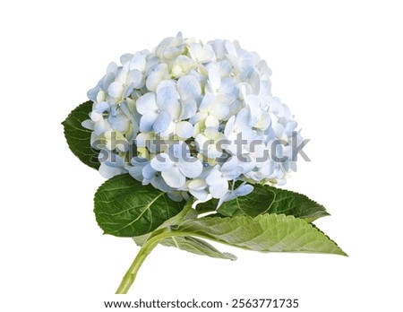 Hydrangea flower, Hydrangea macrophylla, isolated on white background, with clipping path                                  