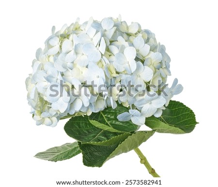 Hydrangea flower, Hydrangea macrophylla, isolated on white background, with clipping path                                   