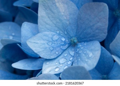 Hydrangea flower with morning dew waterdrops on the petals