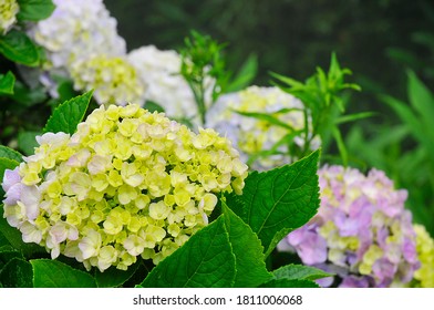 Hydrangea Flower Plantation In Inner City Garden