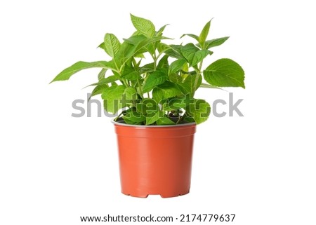 Hydrangea flower in a pot.  Hortensia macrophylla - latin name of plant. Hydrangea in a pot, isolated on white background.