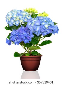 Hydrangea Flower In Pot  Isolated