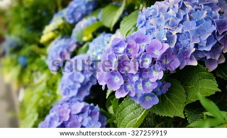hydrangea flower - selectie focus