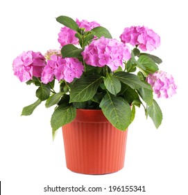 Hydrangea In Flowerpot Isolated On White