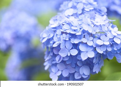 Hydrangea Flowers