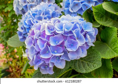 hydrangea flowers
