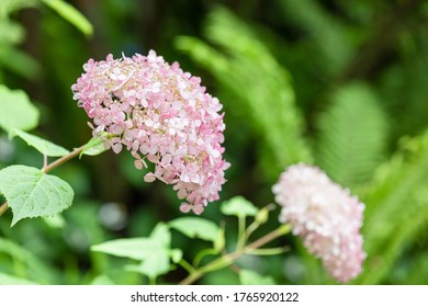 Hydrangea flowers after the rain