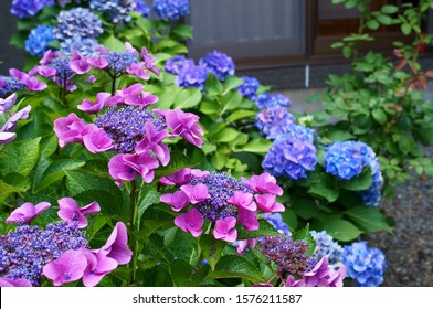 Hydrangea flowers bloom in June