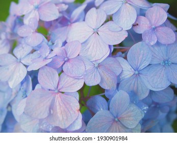 あじさいの花 の画像 写真素材 ベクター画像 Shutterstock