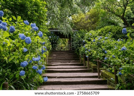 Hydrangea flowers in front of the Sanmon gate at Meigetsuin Temple, Kamakura, Japan