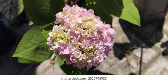 The hydrangea flowers full bloom - Powered by Shutterstock