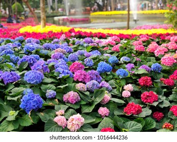 Hydrangea Flowers in the Garden