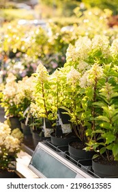 Hydrangea Flowers In Garden Center